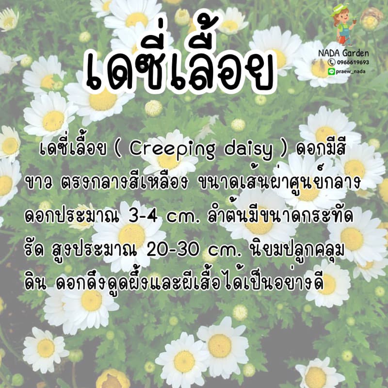 เมล็ดพันธุ์ เดซี่เลื้อย บรรจุ 500 เมล็ด เมล็ดพันธุ์ OP แท้ 100% รูปที่ 2
