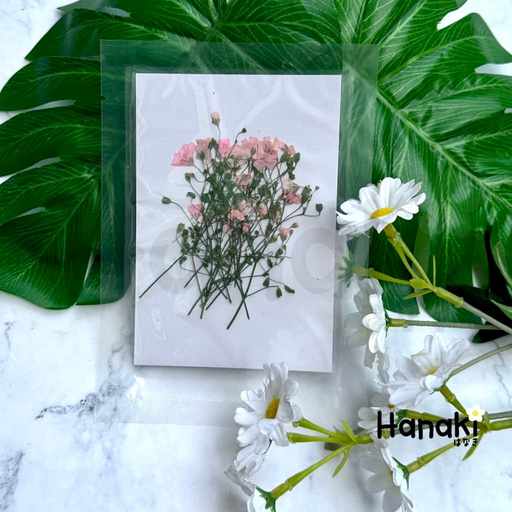 ดอกยิปโซฟีล่าทับแห้ง ดอกไม้จริงทับแห้ง ดอกไม้ทับแห้ง ดอกไม้แห้ง Pressed Flowers รูปที่ 6