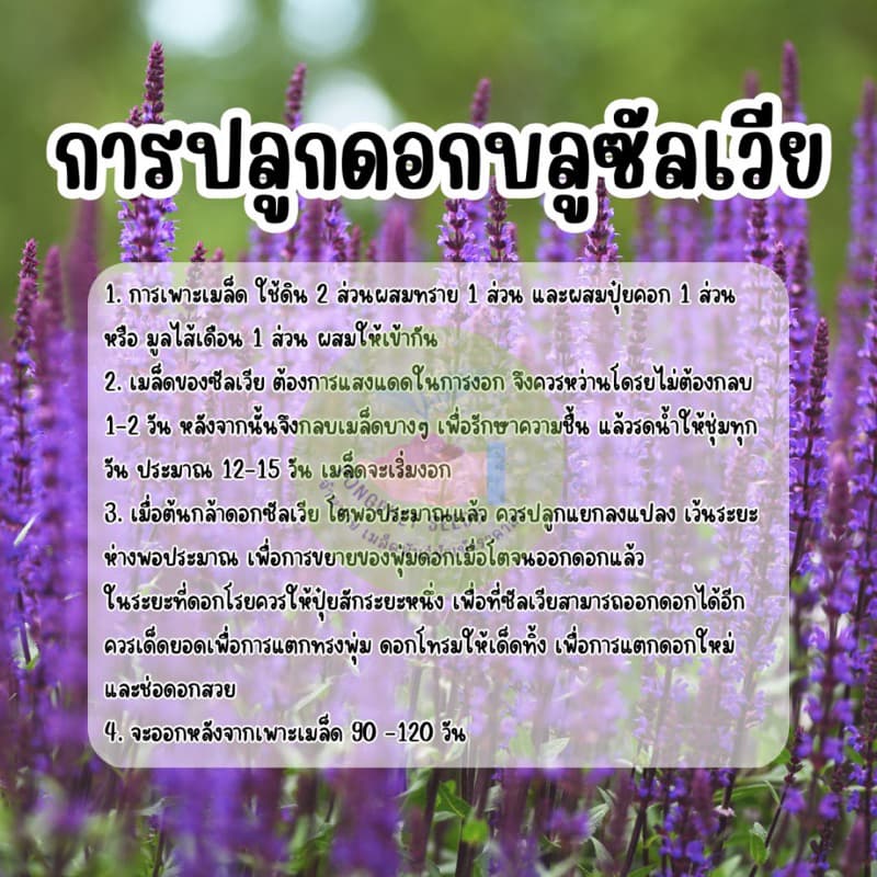 บลูซันเวีย 300 เมล็ด ดอกสวยปลูกได้ตลอดปี รูปที่ 3