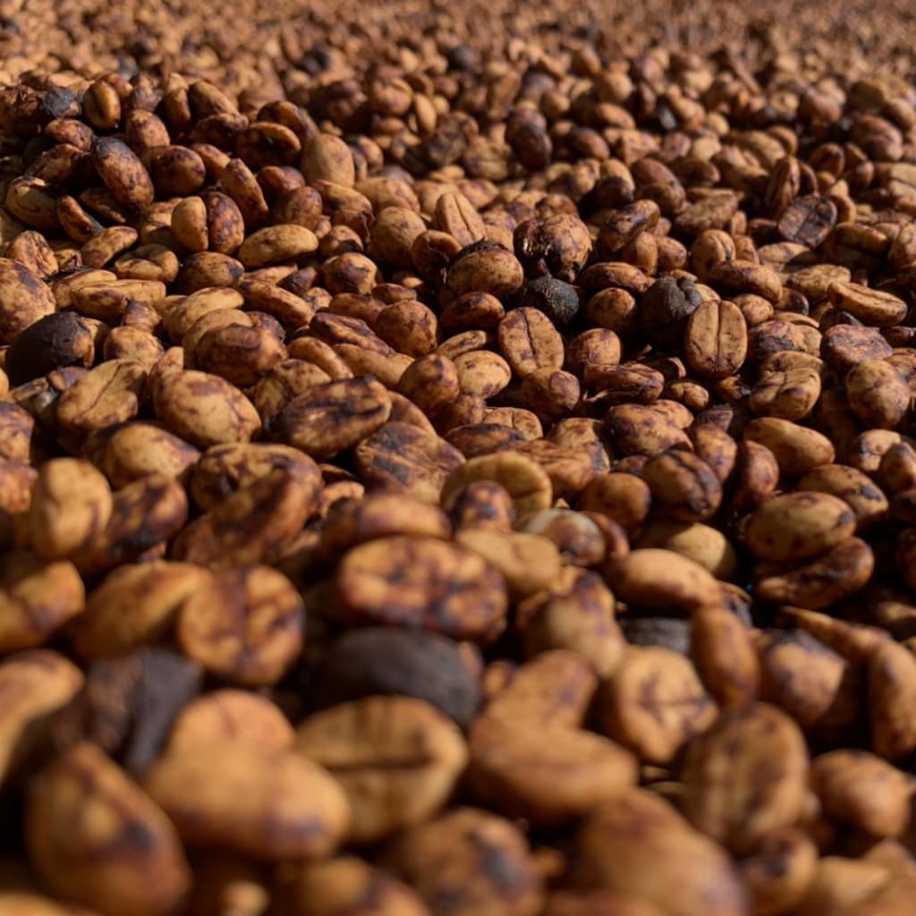 เมล็ดกาแฟ แม่จันใต้ Honey Process AA เกรด Specialty Coffee รูปที่ 4