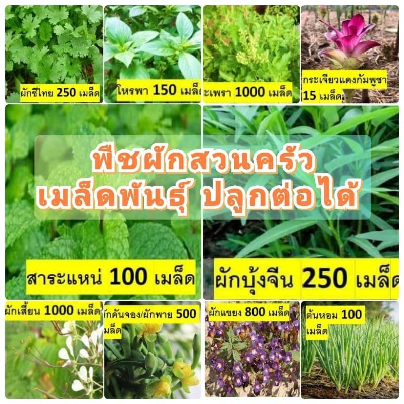 พืชผักสวนครัว สวนแทนใจ ไร่ดอกเหงื่อ เมล็ดพันธุ์ ปลูกต่อได้ รูปที่ 2