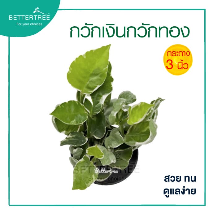กวักเงินกวักทอง กระถางขนาด 3 นิ้ว ต้นไม้ ต้นไม้เล็ก รูปที่ 3