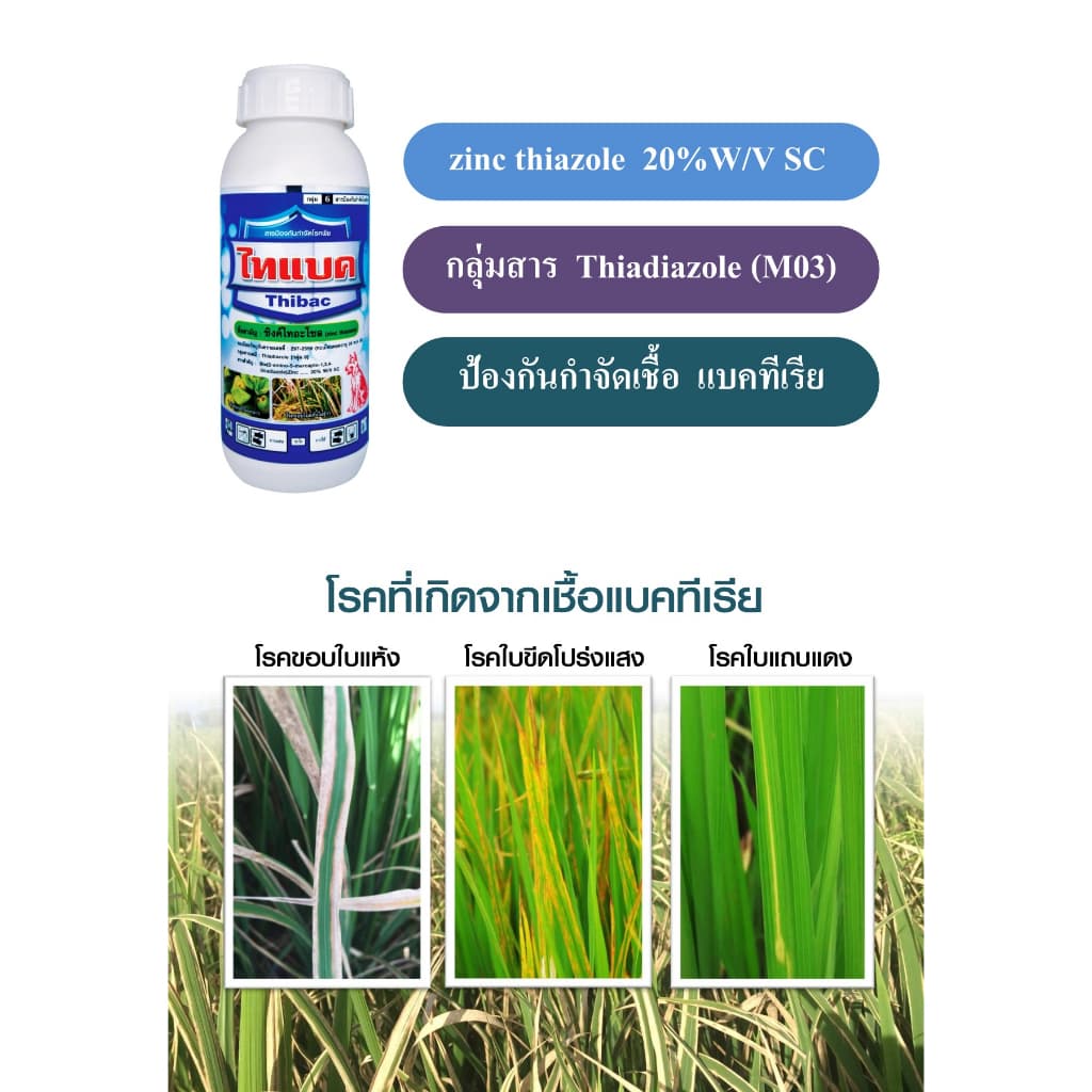 ไทแบค 1 ลิตร ยาเชื้อรา ยาแบคทีเรีย สารป้องกันกำจัดโรคพืช รูปที่ 3
