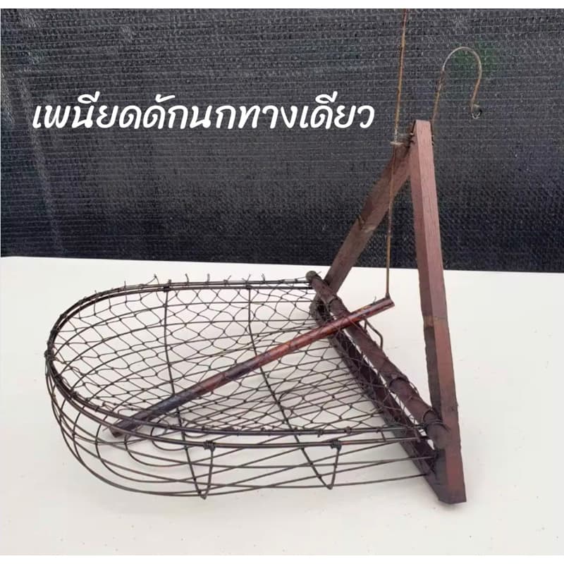 เพนียดดักนกหัวจุก กรกดักนกเขา กรงต่อนก เพนียดดักนกทางเดียวเกี่ยวกรง ดักนกได้หลายชนิด รูปที่ 2