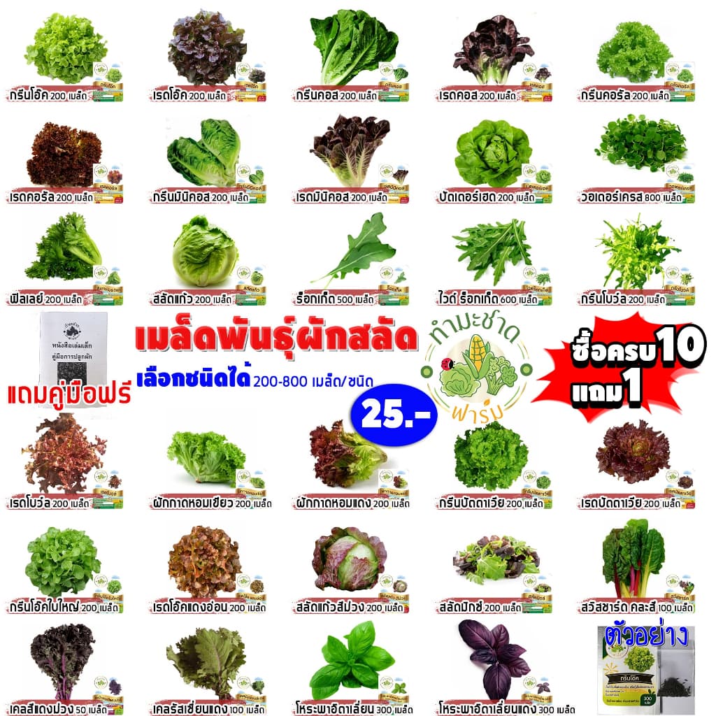 ทำมะชาดฟาร์ม เมล็ดพันธุ์ เรดมินิคอส ขนาด0.2กรัม ประมาณ200เมล็ด RED MINICOS ROMAINE LETTUCE เบบี้คอส รูปที่ 5
