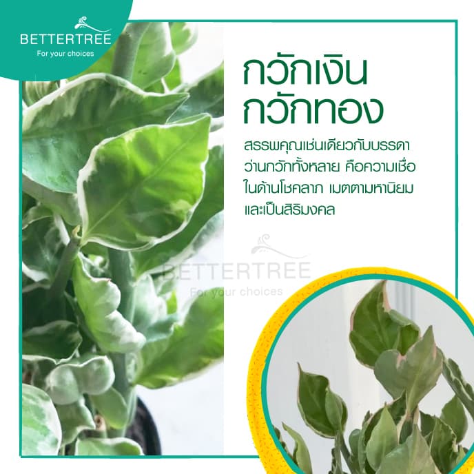 กวักเงินกวักทอง กระถางขนาด 3 นิ้ว ต้นไม้ ต้นไม้เล็ก รูปที่ 4