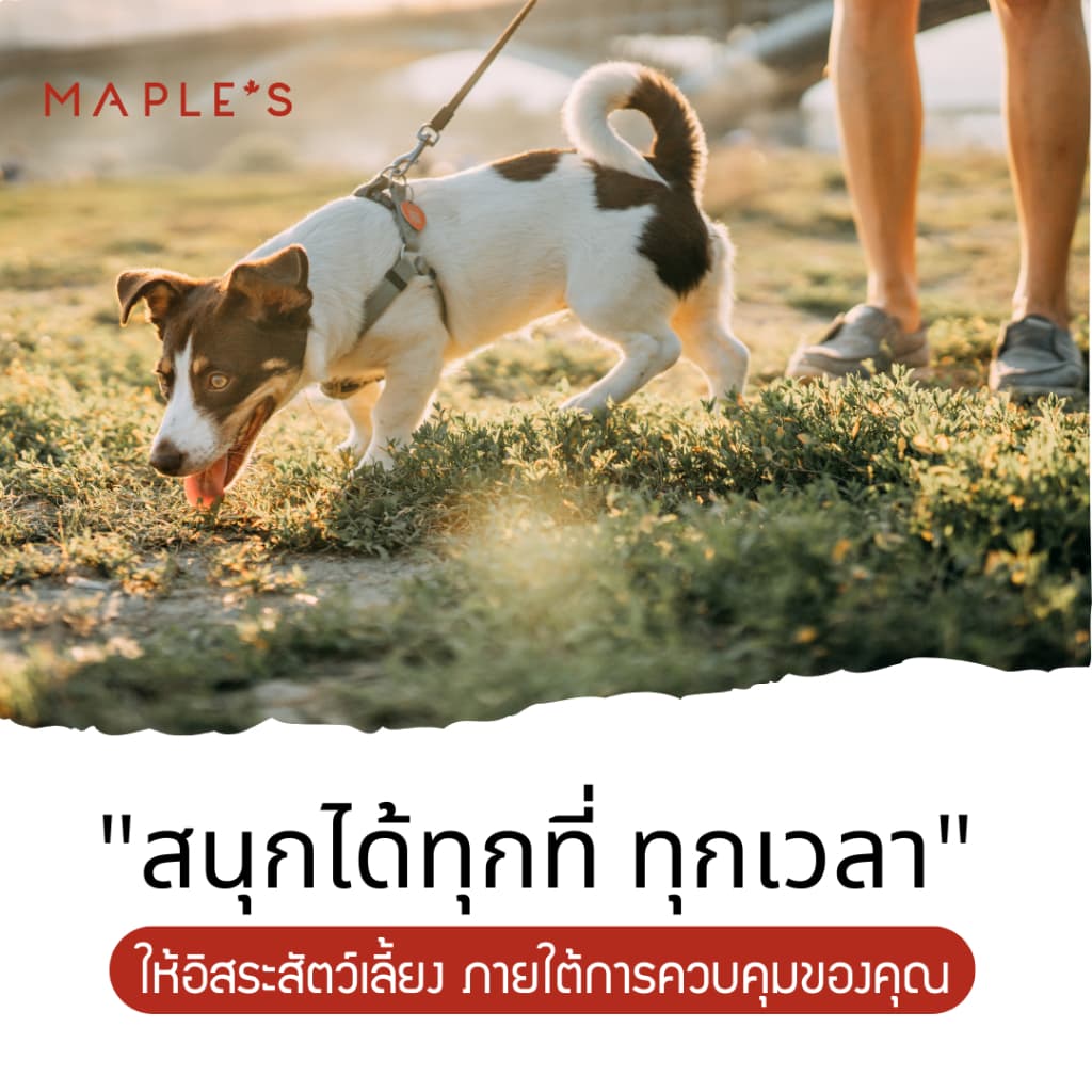MAPLE'S สายจูงสุนัขยาว3เมตร ที่รัดอก สายจูงสปริงยืดหดได้ สุนัขใหญ่ เเมว Cat leash เชือกจูง จูงเเมว รูปที่ 2