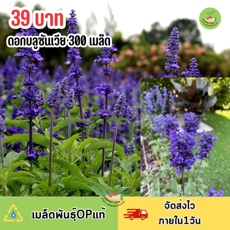 บลูซันเวีย 300 เมล็ด ดอกสวยปลูกได้ตลอดปี รูปที่ 1