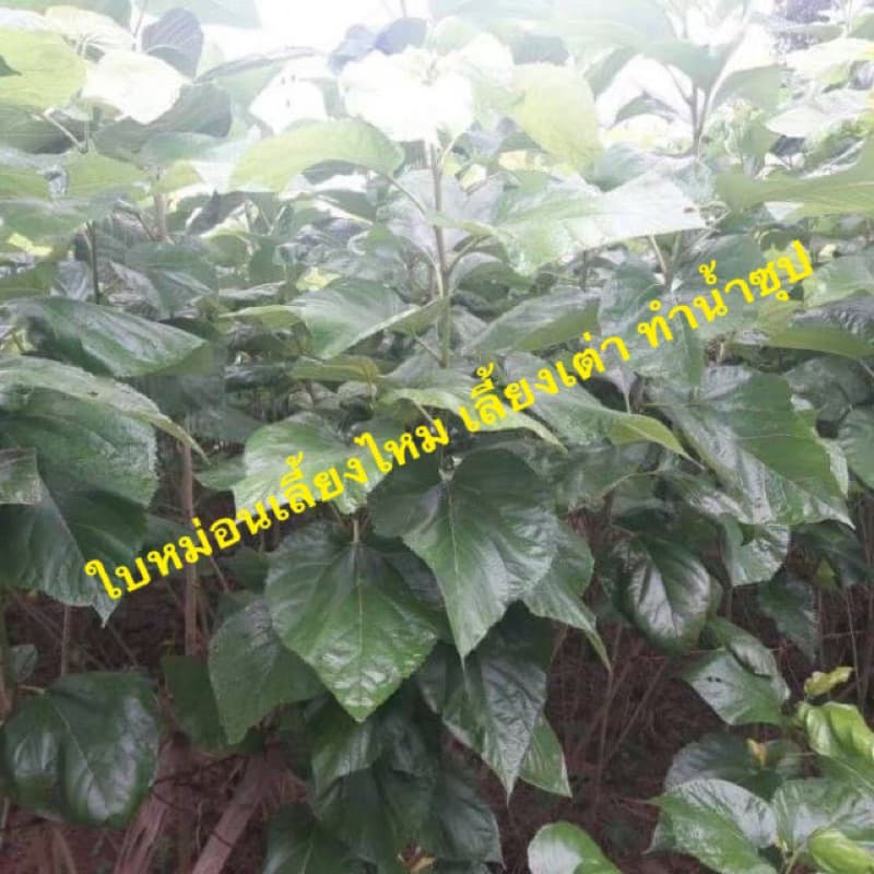 ใบหม่อนสด ปลอดสารเคมี 1 กิโลกรัม รูปที่ 1