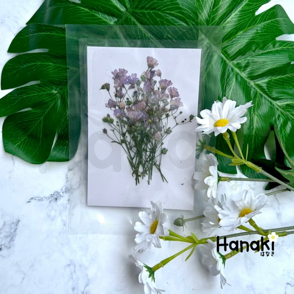 ดอกยิปโซฟีล่าทับแห้ง ดอกไม้จริงทับแห้ง ดอกไม้ทับแห้ง ดอกไม้แห้ง Pressed Flowers รูปที่ 4