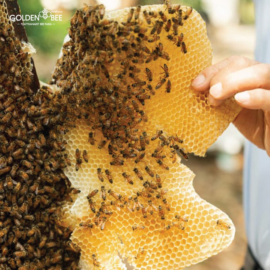 ไขผึ้ง Beeswax 1,000 g. แท้ 100% จากธรรมชาติ แบรนด์ Golden Bee รูปที่ 5