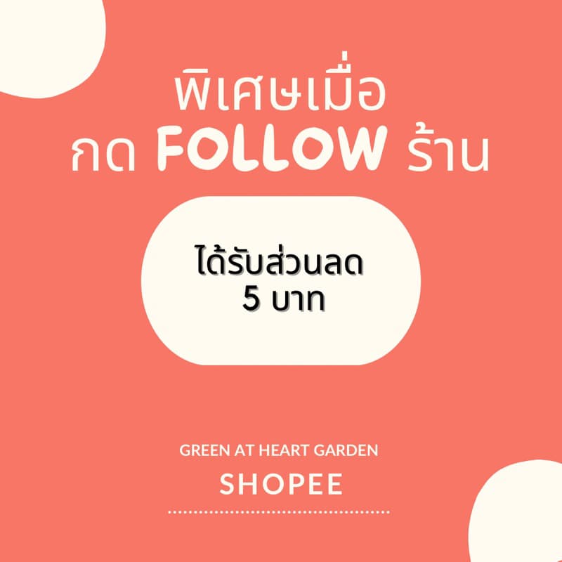 มะเขือพวงไร้หนาม ในถุงดำ 3.5 x 7 นิ้ว รูปที่ 2