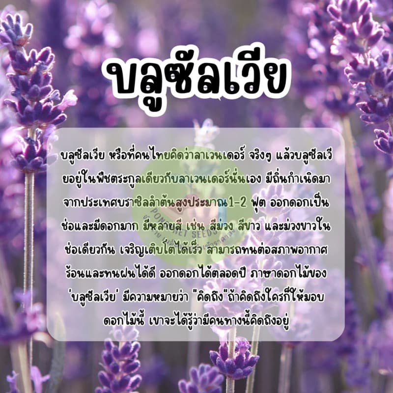 บลูซันเวีย 300 เมล็ด ดอกสวยปลูกได้ตลอดปี รูปที่ 4