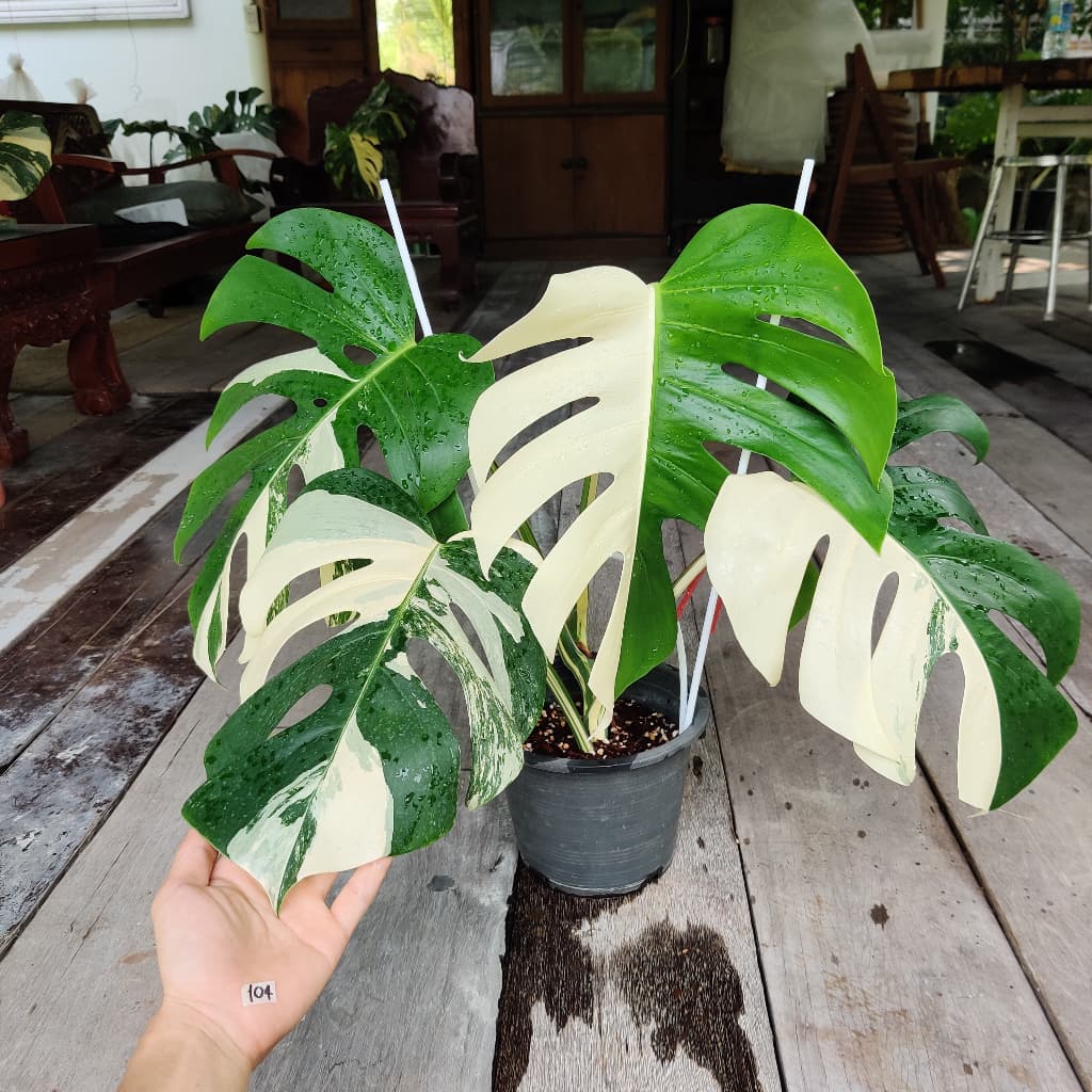 ต้นมอนสเตอร่า อัลโบ้ Monstera Borsigiana Albo ไม้ด่าง ไม้ประดับ ไม้ฟอกอากาศ มอนสเตอร่าอัลโบ รูปที่ 1