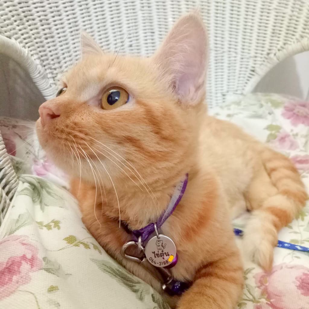 ป้ายชื่อแมว เก็บปลายทางได้ สลักชื่อฟรี ติดทนถาวร รับประกันไม่หลุดลอก ปลอกคอแมว ป้ายชื่อสัตว์เลี้ยง รูปที่ 4
