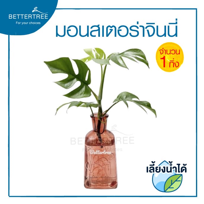 มอนสเตอร่าจินนี่ Monstera Ginny Philodendron Ginny ต้นไม้ฟอกอากาศ มอนสเตอร่า Monstera รูปที่ 3