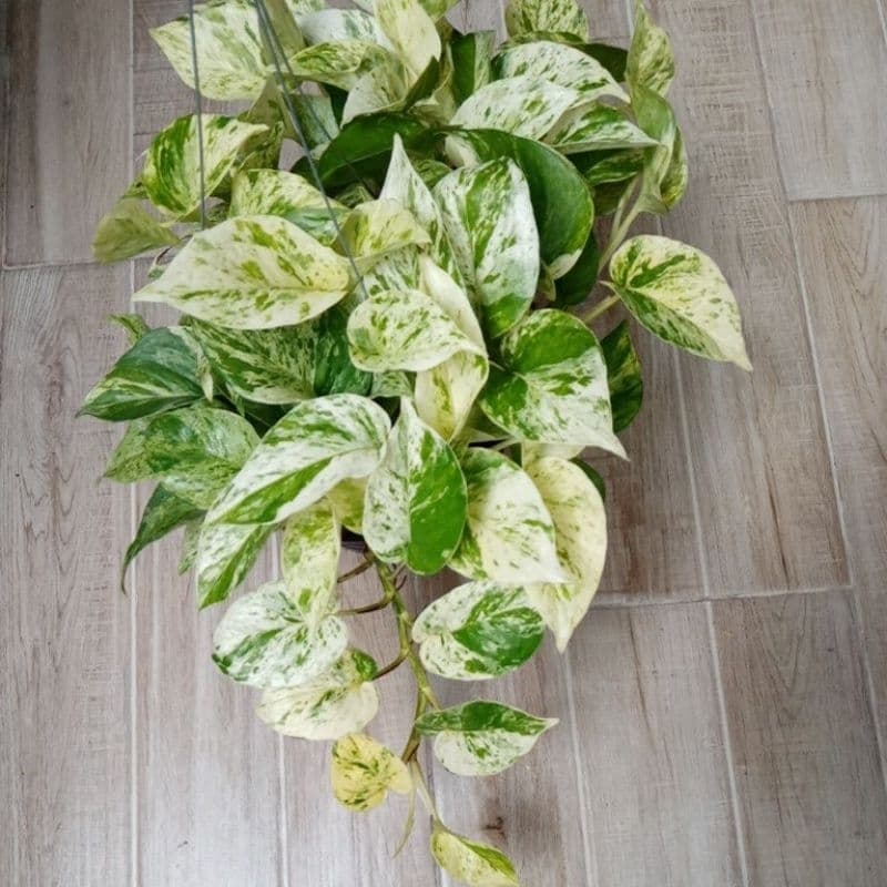 พลูด่าง/พลูด่างราชินีหินอ่อนMarble Queen กระถาง3-8นิ้วและแบบกิ่งตัดสด รูปที่ 5