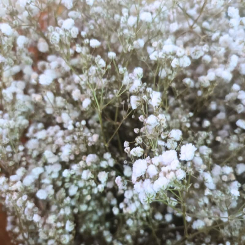ดอกไม้แห้ง ดอกยิปโซแห้งธรรมชาตินำไปจัดช่อเอง รูปที่ 5