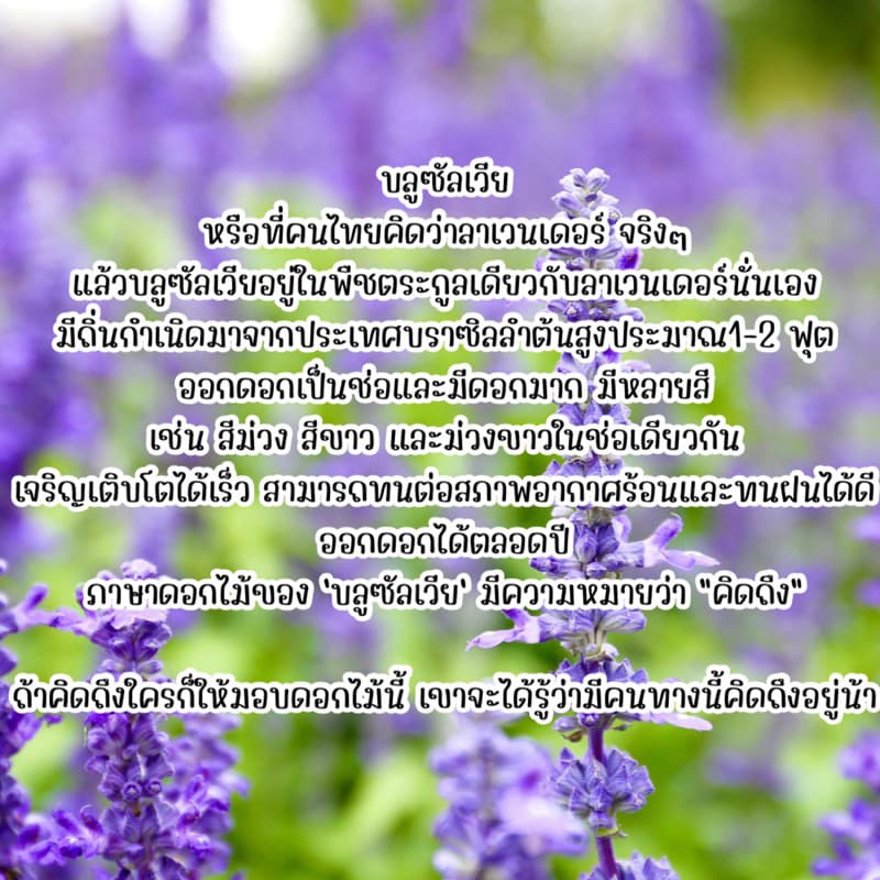 บลูซันเวีย 300 เมล็ด ดอกสวยปลูกได้ตลอดปี รูปที่ 2