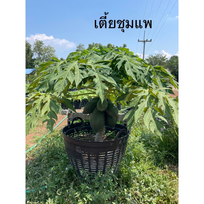 ต้นมะละกอแขกดำ มะละกอดำเนิน มะละกอเก้ายอด มะละกอเตี้ยชุมแพ มะละกอฮอลแลนด์ รูปที่ 3