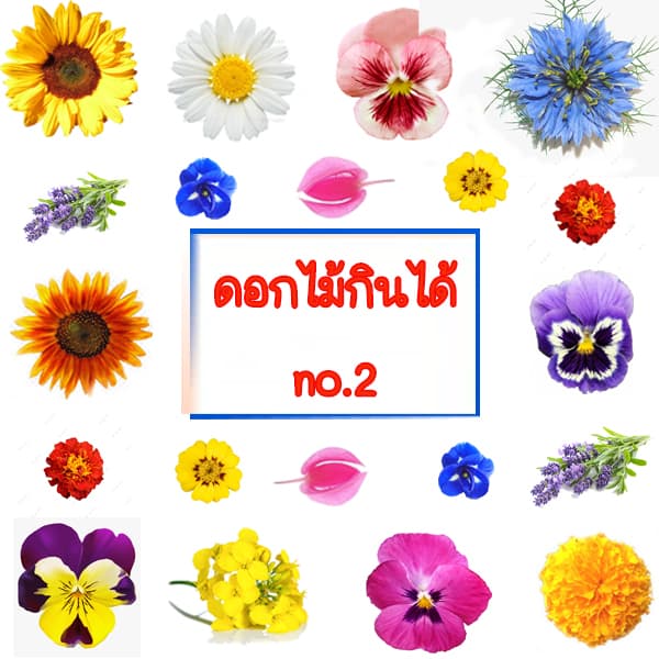 ดอกไม้กินได้ no.2ถูกที่สุด10บ.เมล็ดพันธุ์ดอกไม้กินได้ 5-200เมล็ดปลูกง่ายกินได้ดอกสวยประดับจานอาหารขนม รูปที่ 1