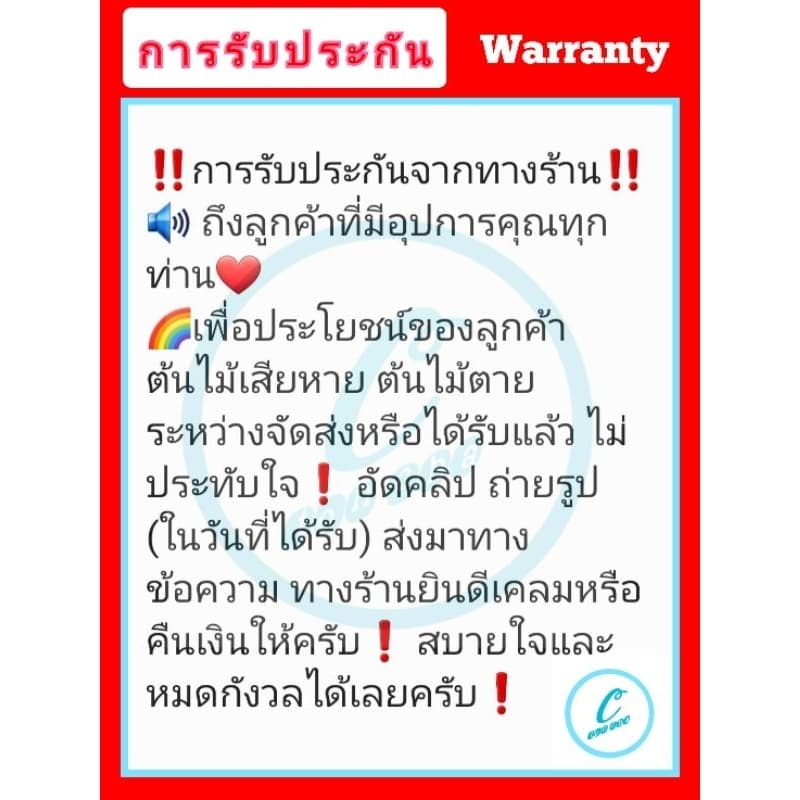 ต้นใบชะพลู ผักนางเลิด พืชสมุนไพร มากสรรพคุณ รูปที่ 7