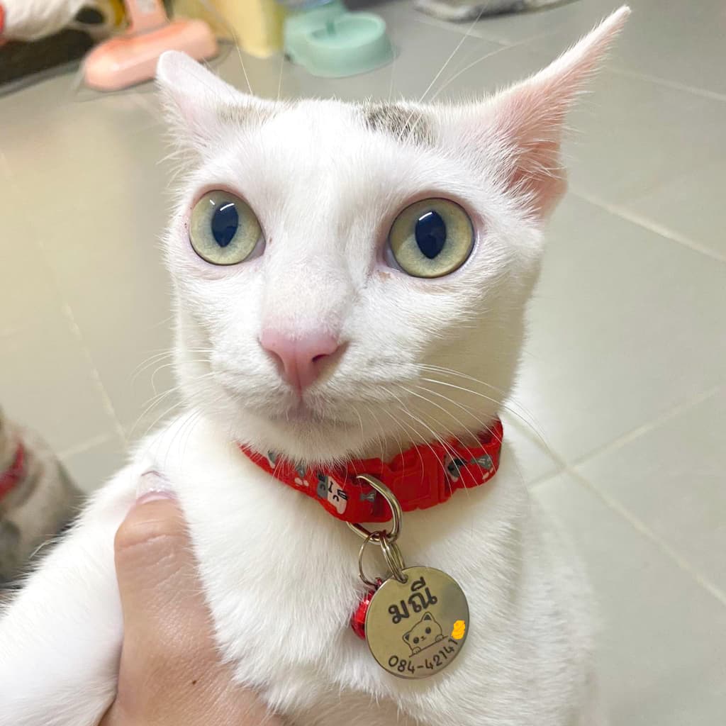 ป้ายชื่อแมว เก็บปลายทางได้ สลักชื่อฟรี ติดทนถาวร รับประกันไม่หลุดลอก ปลอกคอแมว ป้ายชื่อสัตว์เลี้ยง รูปที่ 5