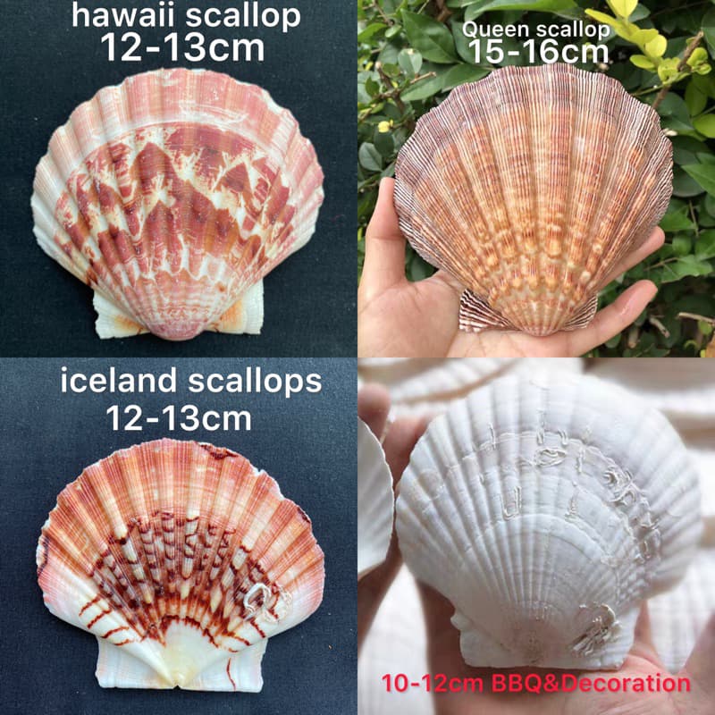 หอยเชลล์ที่ใหญ่ที่สุด decorative& collectible scallop shell 10-17cm For BBQ, sashimi and sushi plates รูปที่ 1