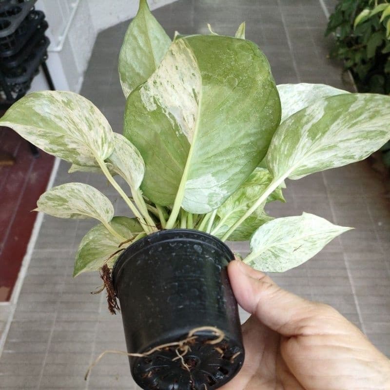 พลูด่าง/พลูด่างราชินีหินอ่อนMarble Queen กระถาง3-8นิ้วและแบบกิ่งตัดสด รูปที่ 6