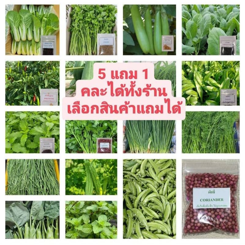 🌱รวมเมล็ดพันธุ์ผักสวนครัวปลูกง่ายโตไว🌱 อัตราการงอกสูง 🎈5แถม1คละได้🎈