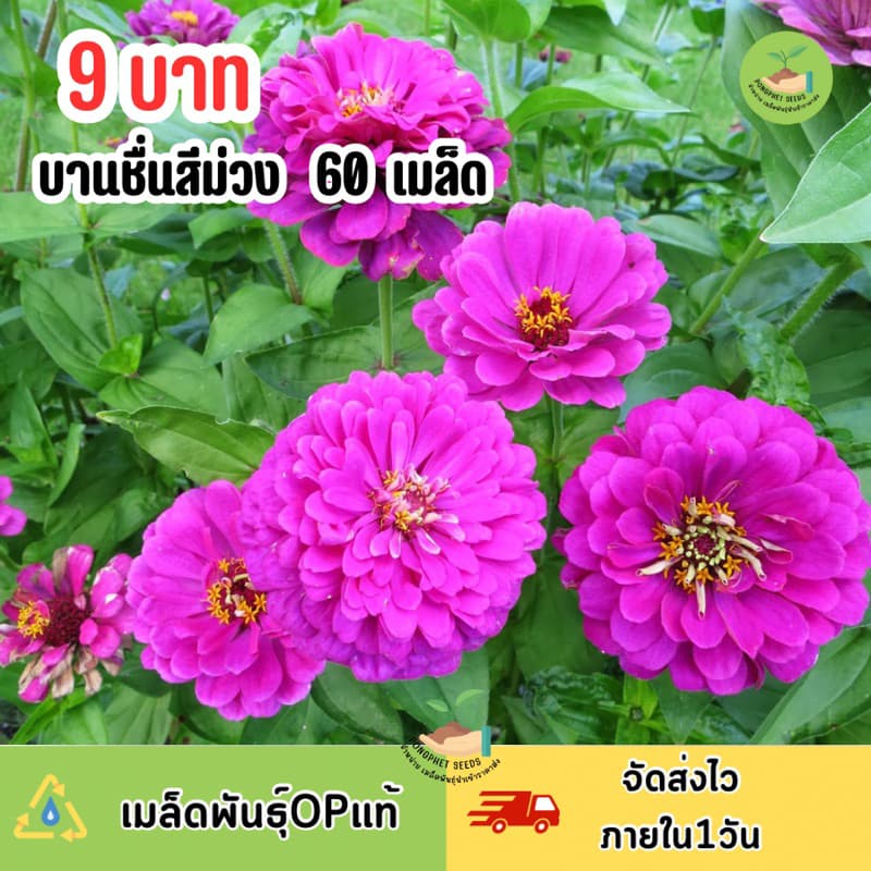9 บาท เมล็ดพันธ์ุ ดอกบานชื่นสีม่วง บรรจุ 60 เมล็ด รูปที่ 1