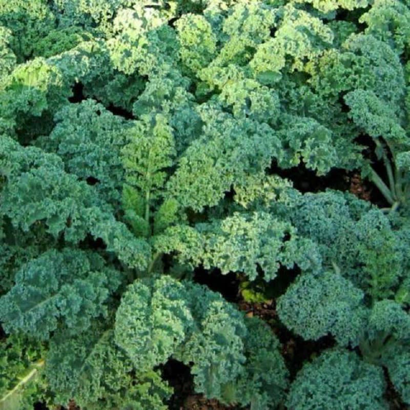 เมล็ดพันธุ์ ผักเคล Kale Seed หรือ ผักคะน้า ใบหยัก เคล / Siberian Kale ไซบีเรียน / แดงรัสเซีย Red Russian / เคลไซบีเรียน รูปที่ 4