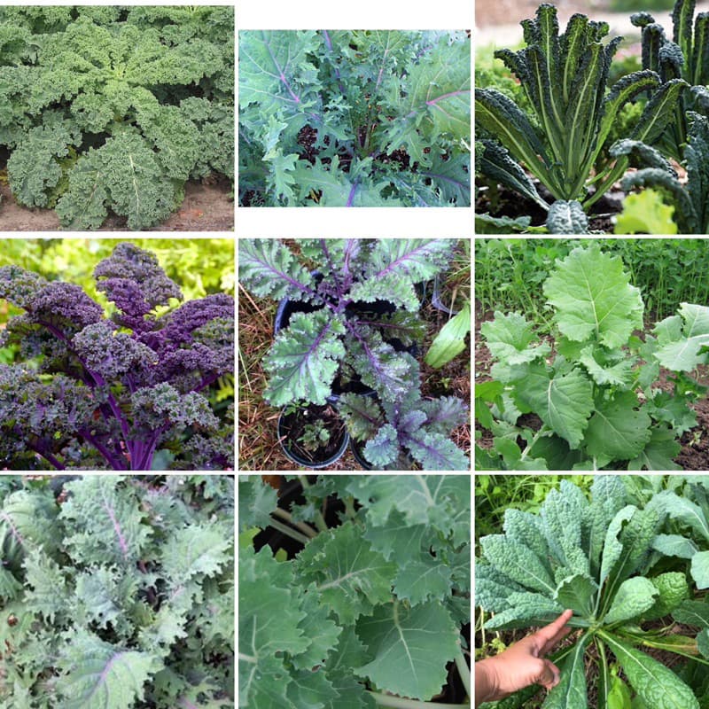เมล็ดพันธุ์ ผักเคล Kale Seed หรือ ผักคะน้า ใบหยัก เคล / Siberian Kale ไซบีเรียน / แดงรัสเซีย Red Russian / เคลไซบีเรียน รูปที่ 1
