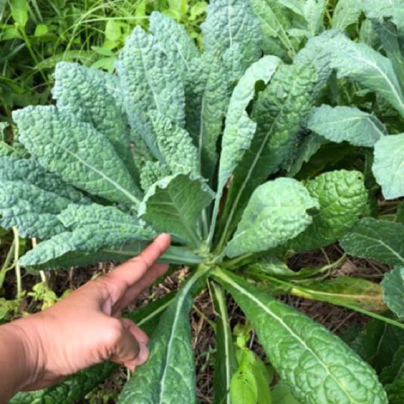 เมล็ดพันธุ์ ผักเคล Kale Seed หรือ ผักคะน้า ใบหยัก เคล / Siberian Kale ไซบีเรียน / แดงรัสเซีย Red Russian / เคลไซบีเรียน รูปที่ 5