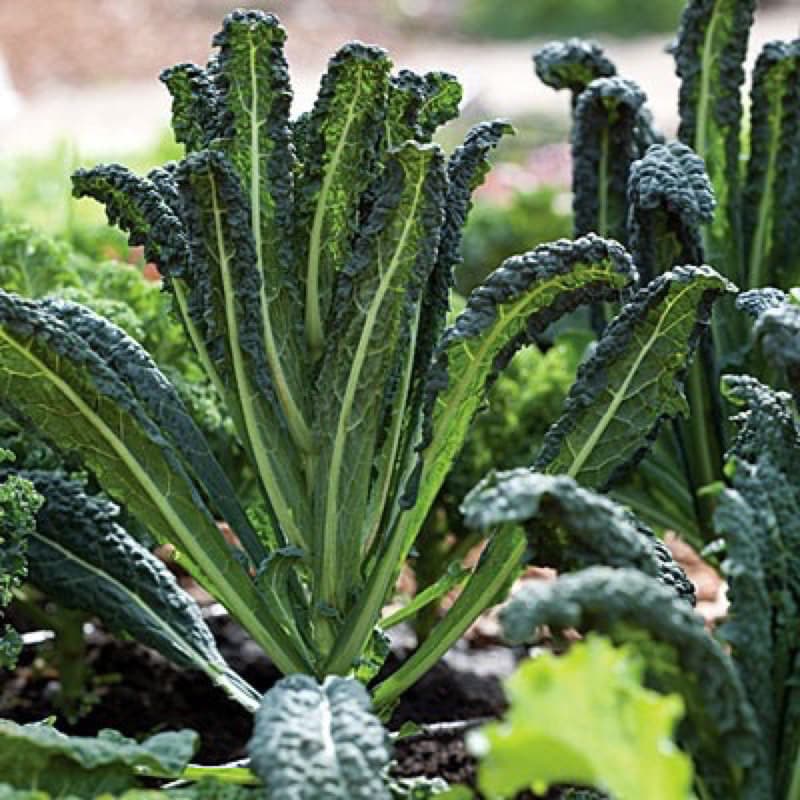 เมล็ดพันธุ์ ผักเคล Kale Seed หรือ ผักคะน้า ใบหยัก เคล / Siberian Kale ไซบีเรียน / แดงรัสเซีย Red Russian / เคลไซบีเรียน รูปที่ 6