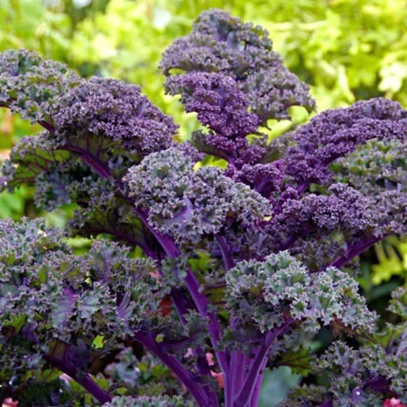เมล็ดพันธุ์ ผักเคล Kale Seed หรือ ผักคะน้า ใบหยัก เคล / Siberian Kale ไซบีเรียน / แดงรัสเซีย Red Russian / เคลไซบีเรียน รูปที่ 7