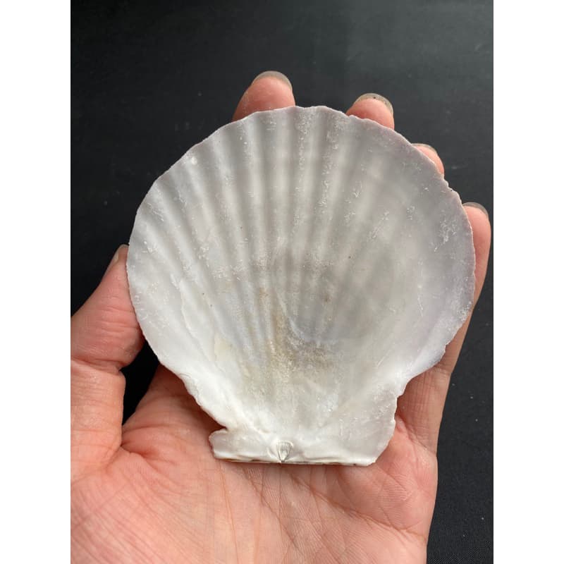 หอยเชลล์ที่ใหญ่ที่สุด decorative& collectible scallop shell 10-17cm For BBQ, sashimi and sushi plates รูปที่ 8