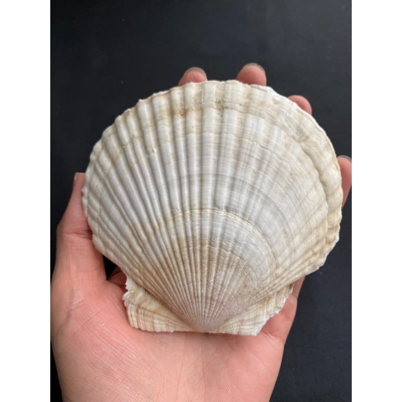 หอยเชลล์ที่ใหญ่ที่สุด decorative& collectible scallop shell 10-17cm For BBQ, sashimi and sushi plates รูปที่ 5
