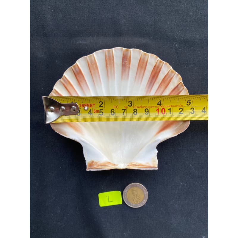หอยเชลล์ที่ใหญ่ที่สุด decorative& collectible scallop shell 10-17cm For BBQ, sashimi and sushi plates รูปที่ 9