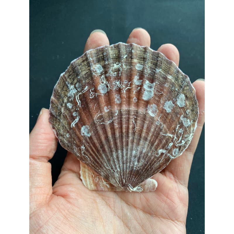 หอยเชลล์ที่ใหญ่ที่สุด decorative& collectible scallop shell 10-17cm For BBQ, sashimi and sushi plates รูปที่ 7