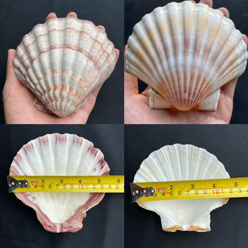 หอยเชลล์ที่ใหญ่ที่สุด decorative& collectible scallop shell 10-17cm For BBQ, sashimi and sushi plates รูปที่ 2