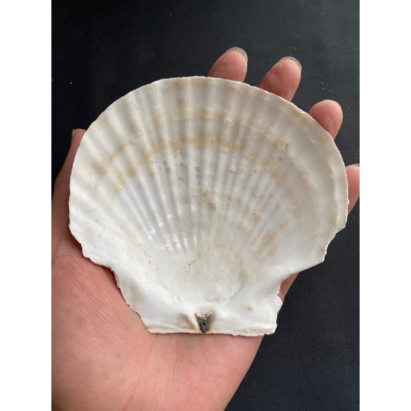 หอยเชลล์ที่ใหญ่ที่สุด decorative& collectible scallop shell 10-17cm For BBQ, sashimi and sushi plates รูปที่ 6