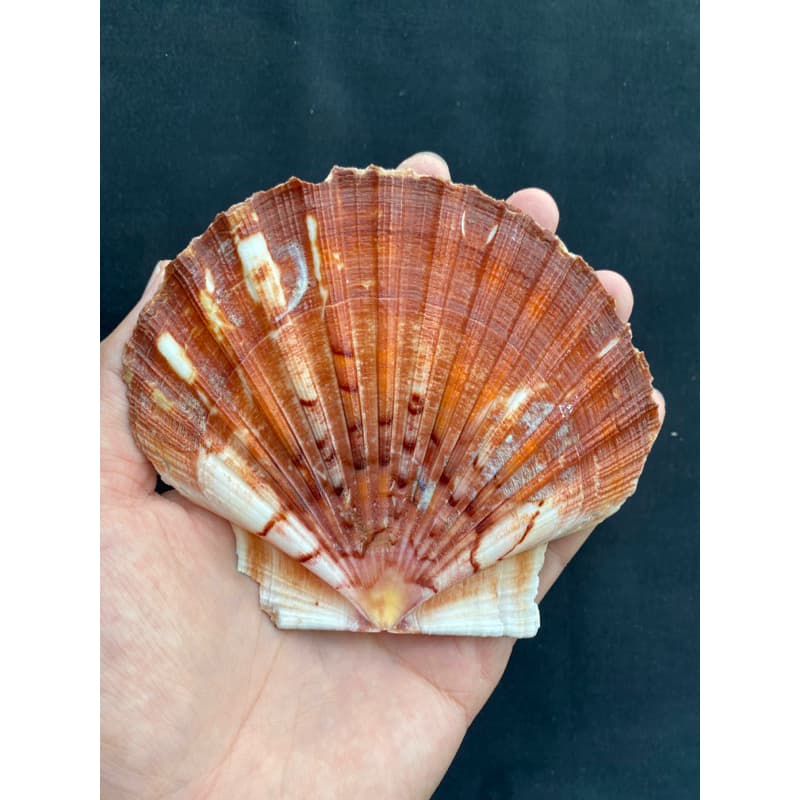 หอยเชลล์ที่ใหญ่ที่สุด decorative& collectible scallop shell 10-17cm For BBQ, sashimi and sushi plates รูปที่ 3