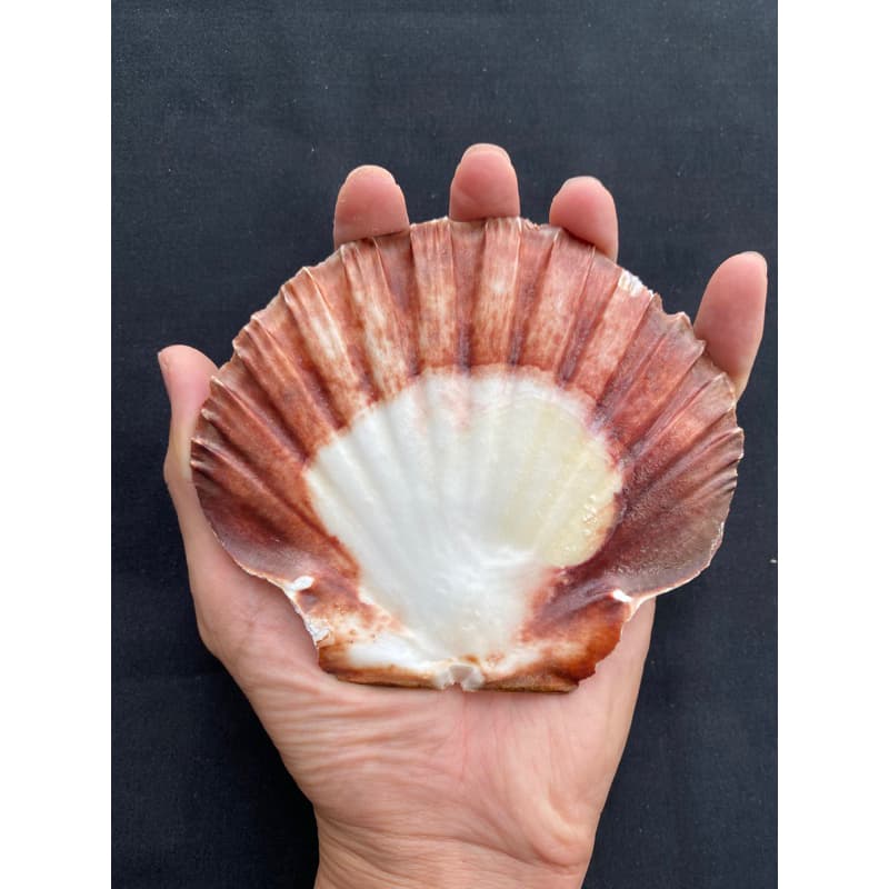 หอยเชลล์ที่ใหญ่ที่สุด decorative& collectible scallop shell 10-17cm For BBQ, sashimi and sushi plates รูปที่ 4