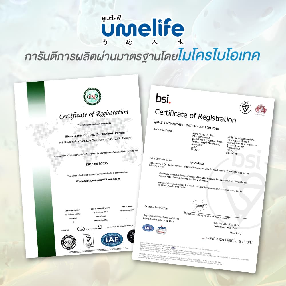 อูเมะไลฟ์ เมธาไรเซียม 100 กรัม กำจัดด้วง ตัวอ่อนด้วง กำจัดปลวก กำจัดแมลงใต้ดิน ช่วยให้ต้นไม้สมบูรณ์ รูปที่ 9
