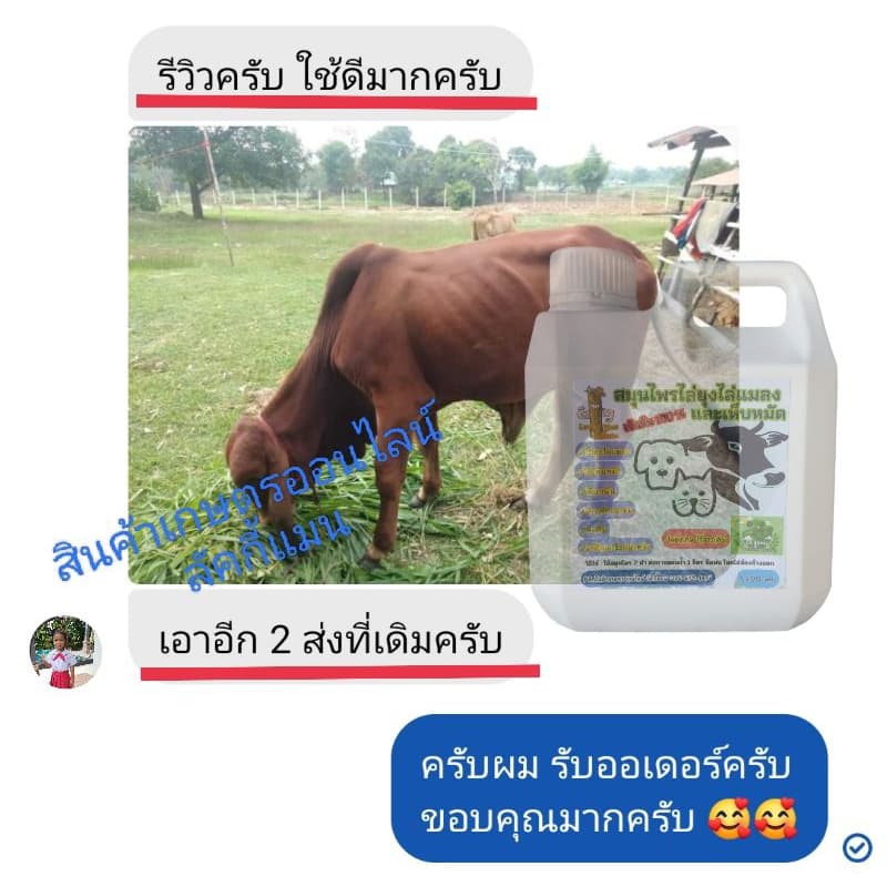 แกลลอน 1,200 ml.สมุนไพรไล่ยุงไล่แมลงและเห็บหมัด "ลัคกี้แมน" ไล่ยุง ไล่แมลง ไล่เห็บหมัด ดับกลิ่น รูปที่ 9
