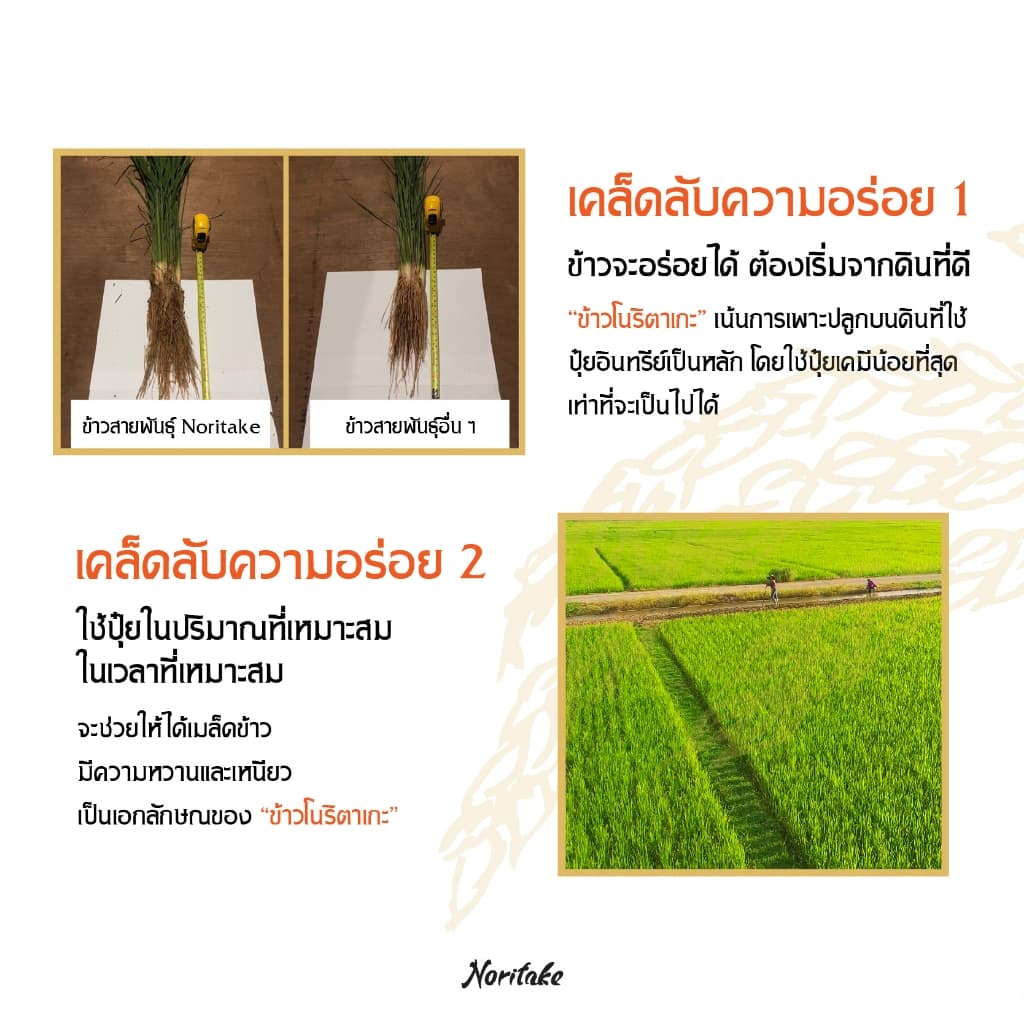 ข้าวญี่ปุ่นโคชิฮิคาริ 5 kg ตรา Noritake รูปที่ 6