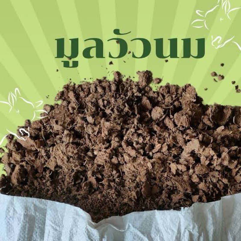 มูลวัว ขี้วัว มูลวัวตากแห้ง ปุ๋ยคอก ปุ๋ยใส่ต้นไม้ 1 กิโลกรัม รูปที่ 5
