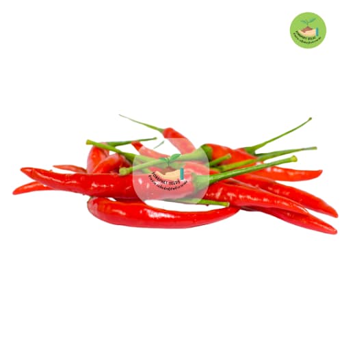 9บาท พริกชี้ฟ้า 300 เมล็ด รูปที่ 3