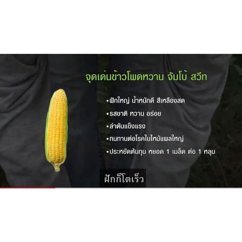 เมล็ดพันธุ์ ศรแดง ข้าวโพดหวาน ข้าวโพด ลูกผสม จัมโบ้สวีท ลูกผสม หวาน งอกดี พันธุ์ปลูกขาย รูปที่ 4